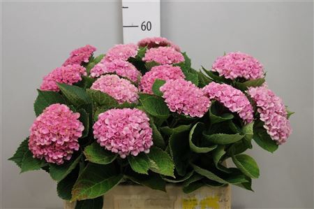 Hydr M Revolution Roze Vertakt