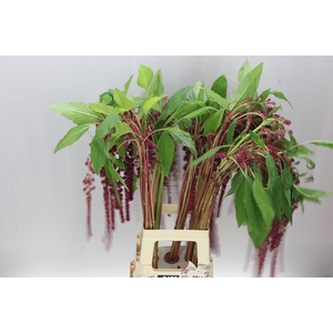 Amaranthus Ca Rosary