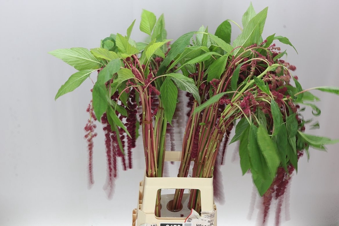 Amaranthus Ca Rosary