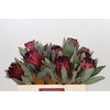 Protea Barbigera Ruby Princess Air