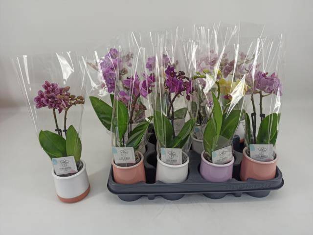 <h4>PHAL MINI</h4>