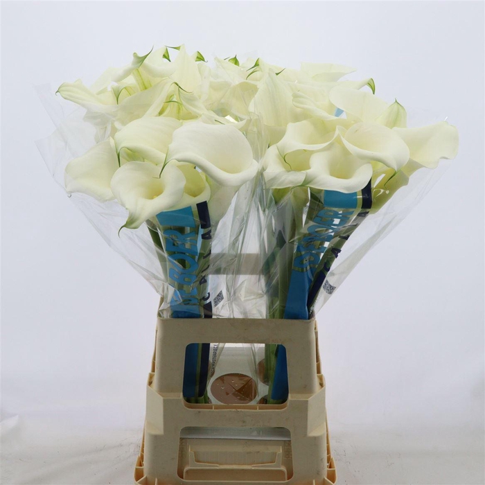 <h4>Calla Pure Art</h4>