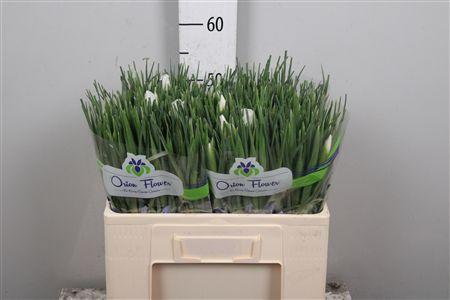 <h4>Iris White Magic</h4>