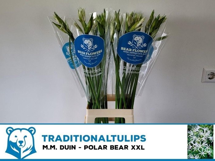 <h4>NE BO POLAR BEAR</h4>
