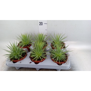 Agave stricta 'Nana'
