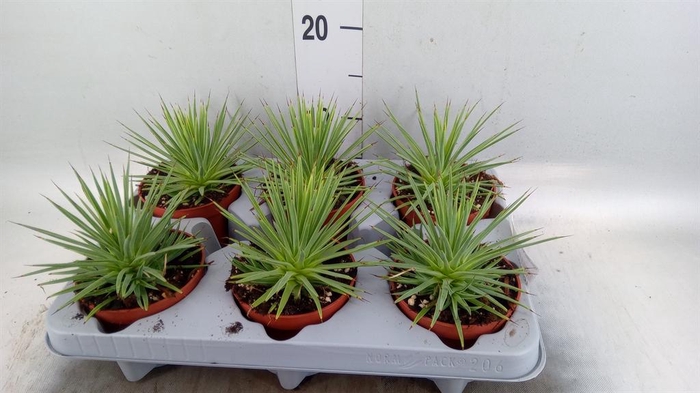 <h4>Agave stricta 'Nana'</h4>