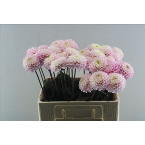 Dahlia wizard of oz