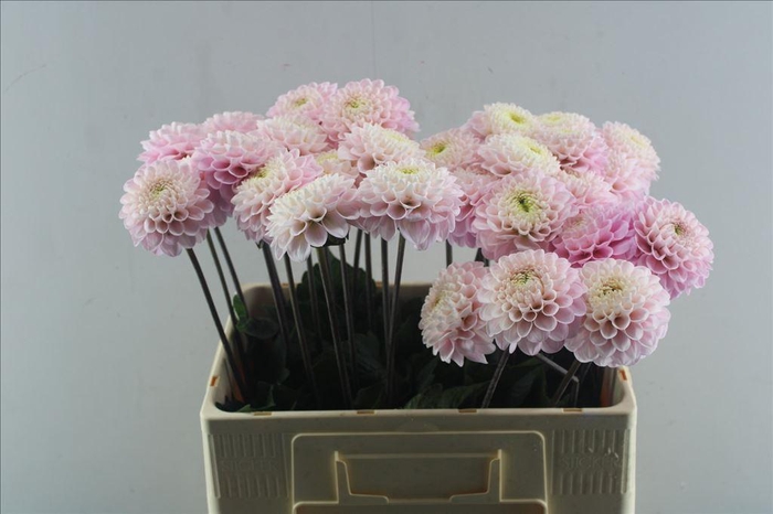 <h4>Dahlia wizard of oz</h4>