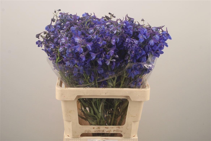 <h4>Delph En Donna Blue</h4>