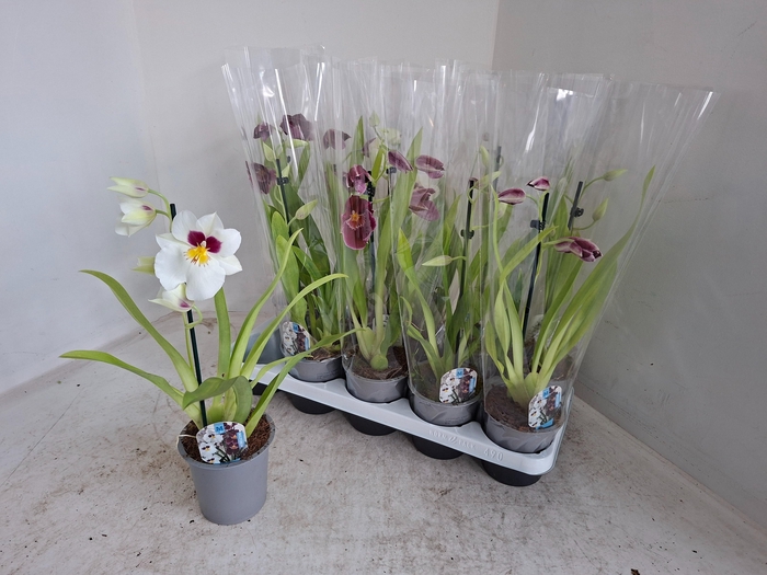 <h4>MILTONIOPSIS OV</h4>