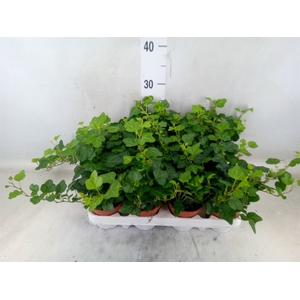 Hedera helix 'Wonder'