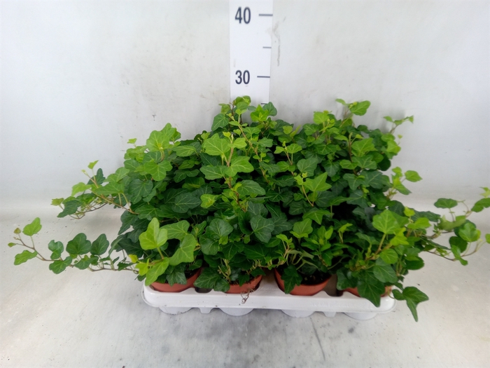 <h4>Hedera helix 'Wonder'</h4>