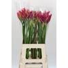 Nerine Mix