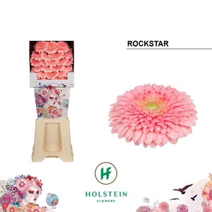 Germini Pomponi Rockstar Diamond