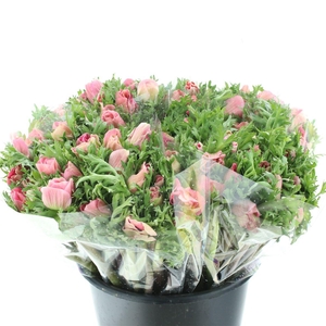 Anem Mistral Pink Super