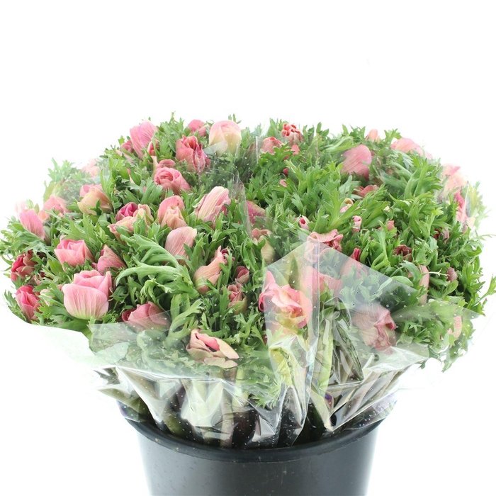 <h4>Anem Mistral Pink Super</h4>