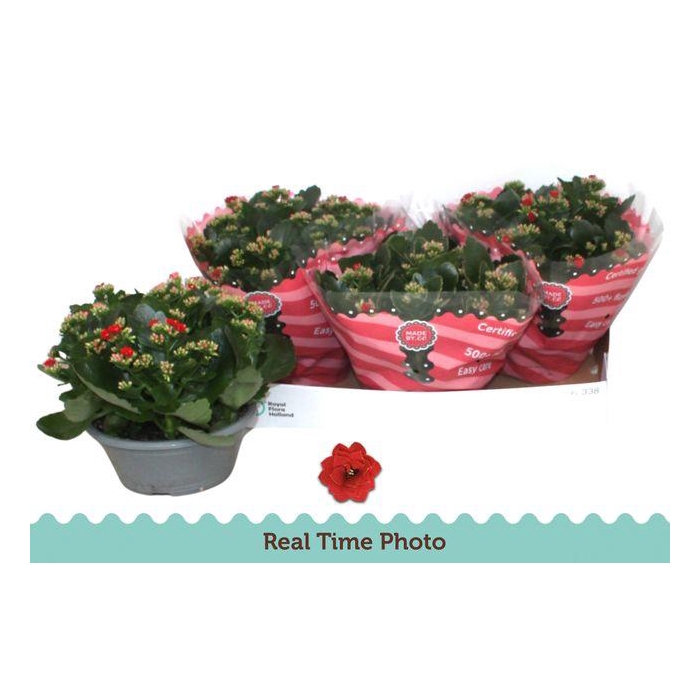 <h4>Kal Ge Don Justino</h4>