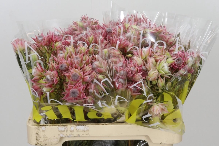 <h4>Blushing Bride Pink 2/5 Flowers</h4>