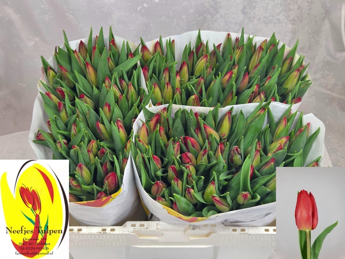 <h4>TU EN STRONG FIRE</h4>