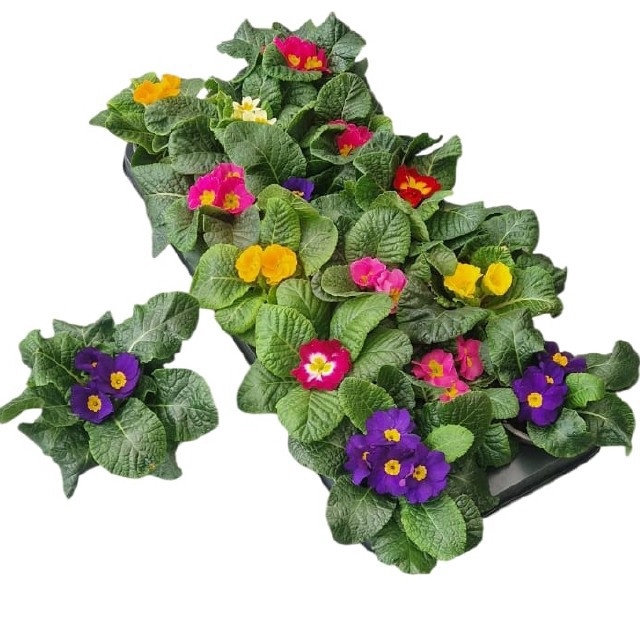 <h4>PRIM ACAULIS GEM</h4>