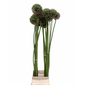 ALLIUM ZAADBOLLEN