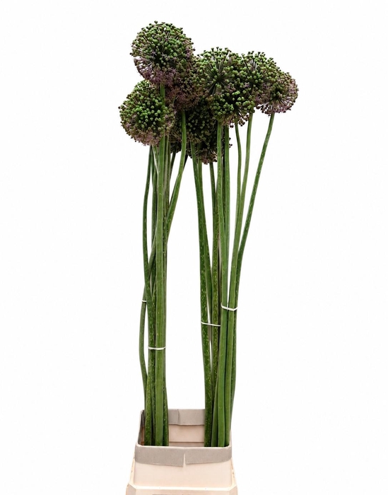 <h4>ALLIUM ZAADBOLLEN</h4>