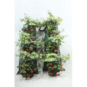 WANDHANGER GAULTHERIA / HEDERA