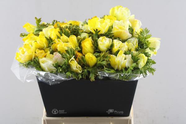 <h4>Anem Co Yellow</h4>