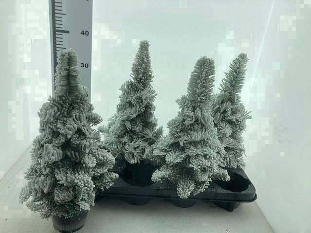 <h4>SNEEUWBOOM H%</h4>