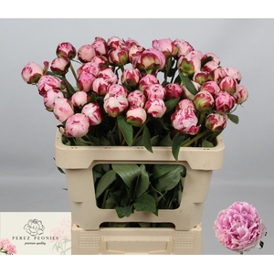 PAEO L SARA BERNHARD