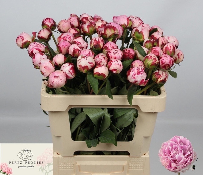 <h4>PAEO L SARA BERNHARD</h4>