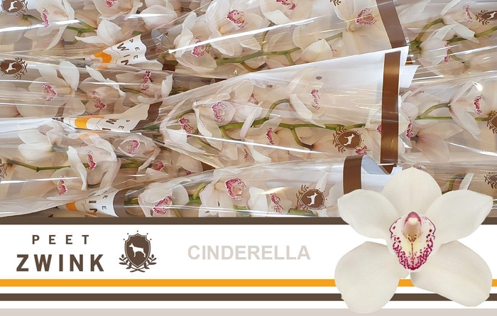 <h4>CYMB T CINDERELLA</h4>