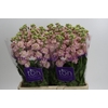 Matthiola incana StoX Champagne