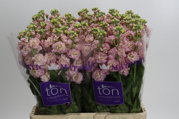 Matthiola incana StoX Champagne