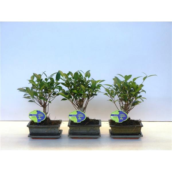 <h4>Ficus retusa, 15cm., broom, with drip tray</h4>