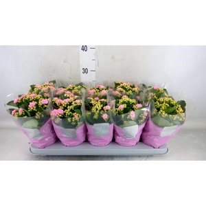 Kalanchoe blos. 'Perfecta Pink'
