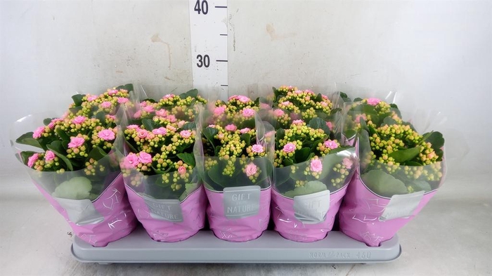 <h4>Kalanchoe blos. 'Perfecta Pink'</h4>