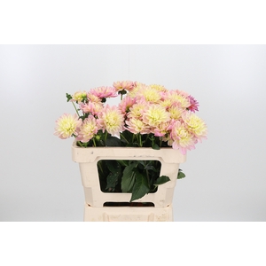 Dahl Dec Pink Magic
