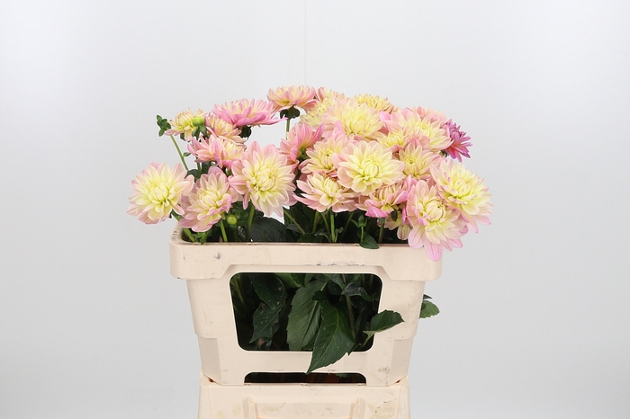 <h4>Dahl Dec Pink Magic</h4>