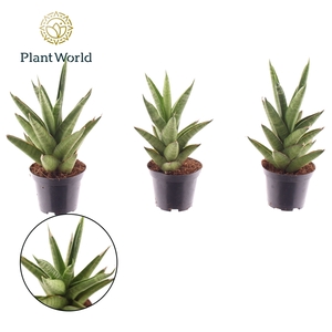 Sansevieria Starshooter 7 cm