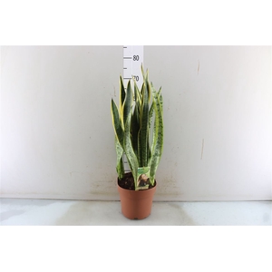 Sansevieria Laurentii