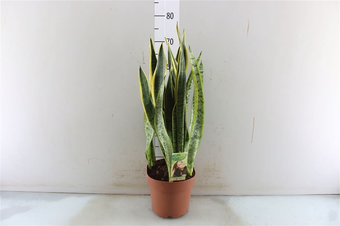 <h4>Sansevieria Laurentii</h4>