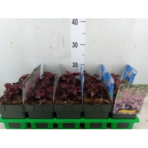 Heuchera americana