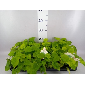Tolmiea menziesii   ...variegated