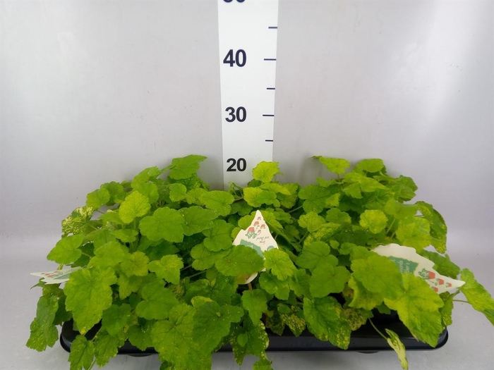 <h4>Tolmiea menziesii   ...variegated</h4>