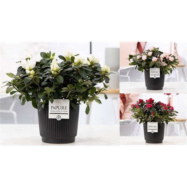 <h4>1st class Azalea mix in P&PURE Liv ceramics matt black</h4>