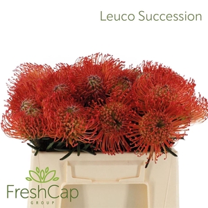Leuco Succession