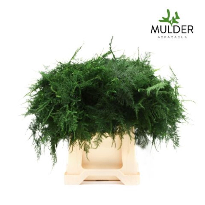 <h4>Asparagus setaceus</h4>