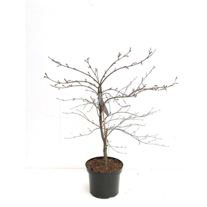 Acer palmatum 'Garnet' P26