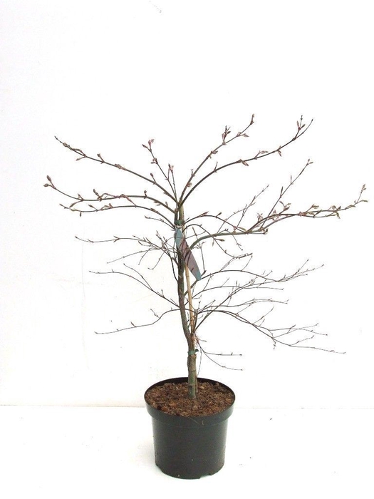 <h4>Acer palmatum 'Garnet' P26</h4>
